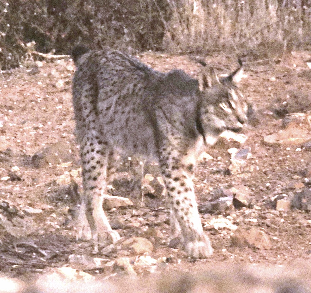 AntoniAbad's tweet photo. ¡Silencio! Aún de noche, aparece el gato. Todos callan, excepto las desvergonzadas urracas, que avisan a todos de la presencia del señor de la finca.
#Peñalajo #Wildwatching (Almuradiel-Ciudad real) https://t.co/CsHoe3EBnW