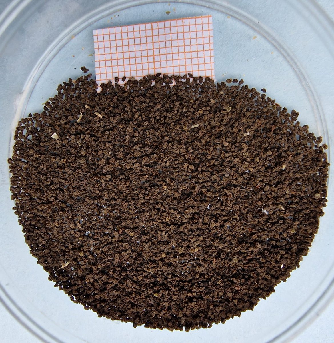 LIFE SEEDFORCE tweet media