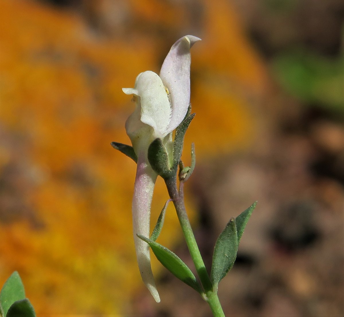 LIFE SEEDFORCE tweet media