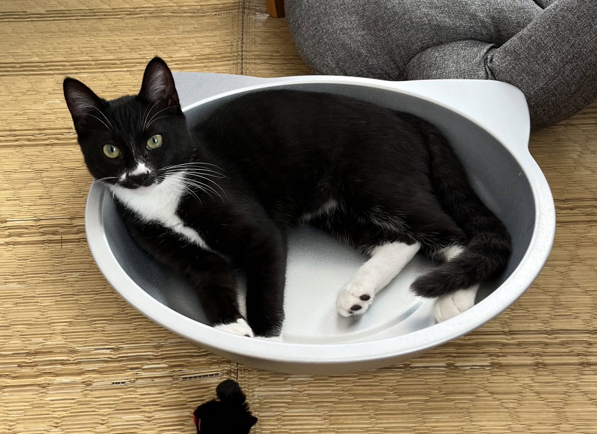 元保護猫のにゃんこは「うな」という名前をもらって部署メンバーのお家で愛されながらすくすく成長しているようです❣️うなくん本当によかったね☺️
#保護猫うなの成長記録