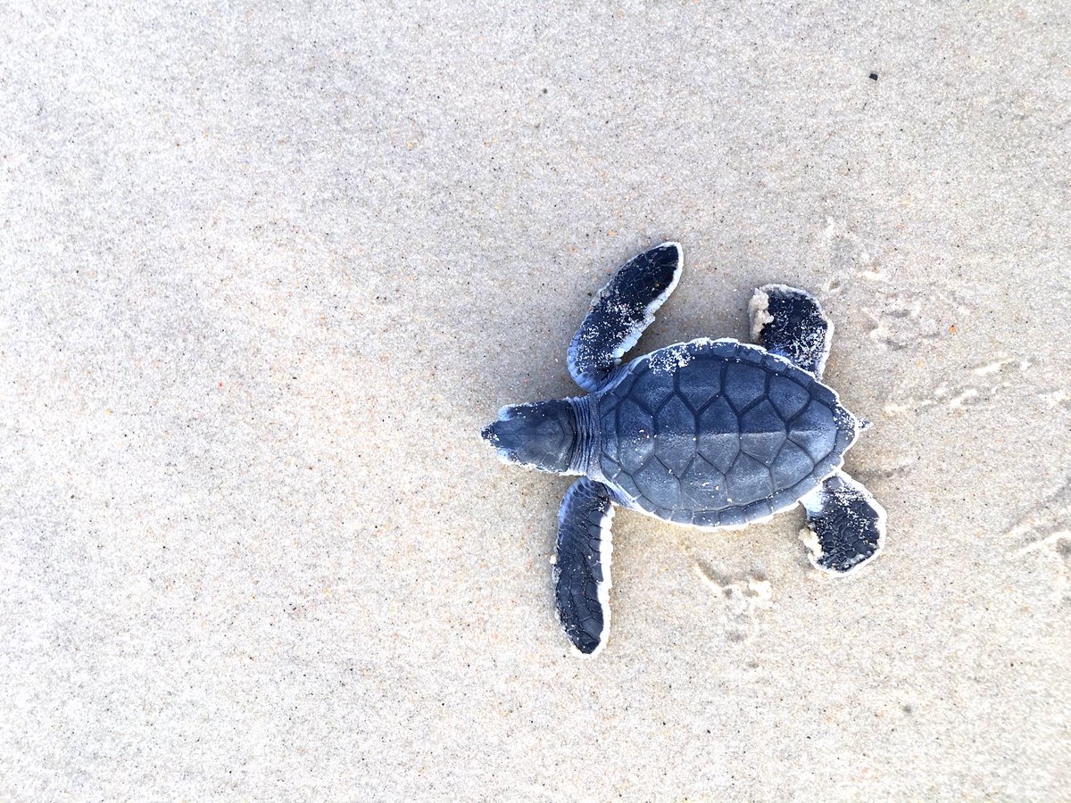 NCWildlife's tweet photo. Great news for sea turtles! 

More than 90 green sea turtle nests were laid in North Carolina this season, the most we've ever seen. The previous record was 62 nests in 2019. 

To put this in perspective: Twenty years ago, it was a exciting to see 10-15 nests in a single season. https://t.co/j25p4nbLC7