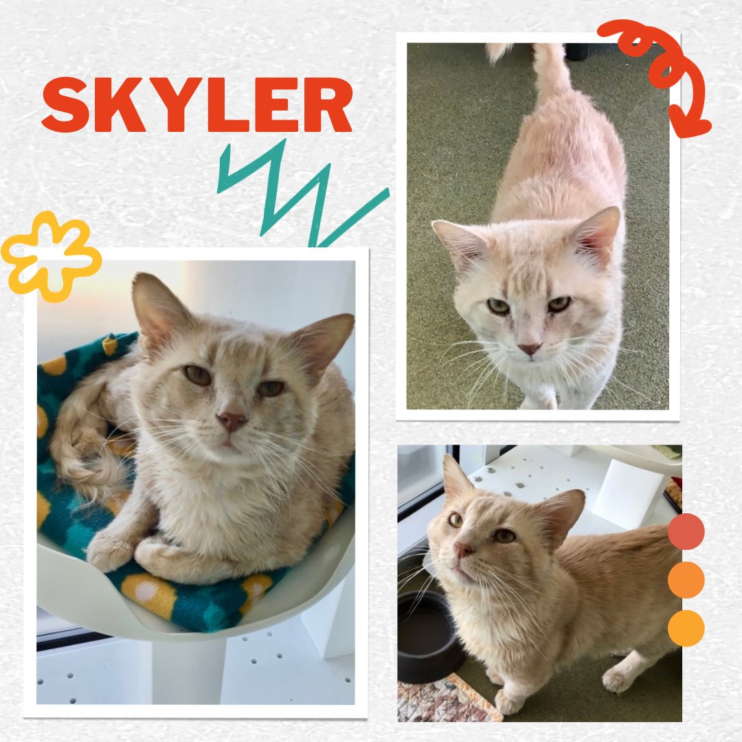 dentonasf's tweet photo. Check out SKYLER at https://t.co/QRpm9RsLgx

Sweetest boy ever! 

Linda Mcnatt Animal Care &amp; Adoption Center
(City of Denton Animal Shelter) 
3717 N. Elm Street
Denton, TX  76207
Open Mon-Sat 10 am - 5:00 pm
940-349-7594 https://t.co/AldEgI8kGz