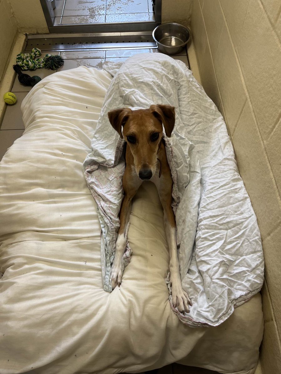 DogsTrust_IE's tweet image. It’s a duvet day for Henrik!

We’re not jealous at all....

#Cozy #RoomForOneMore?