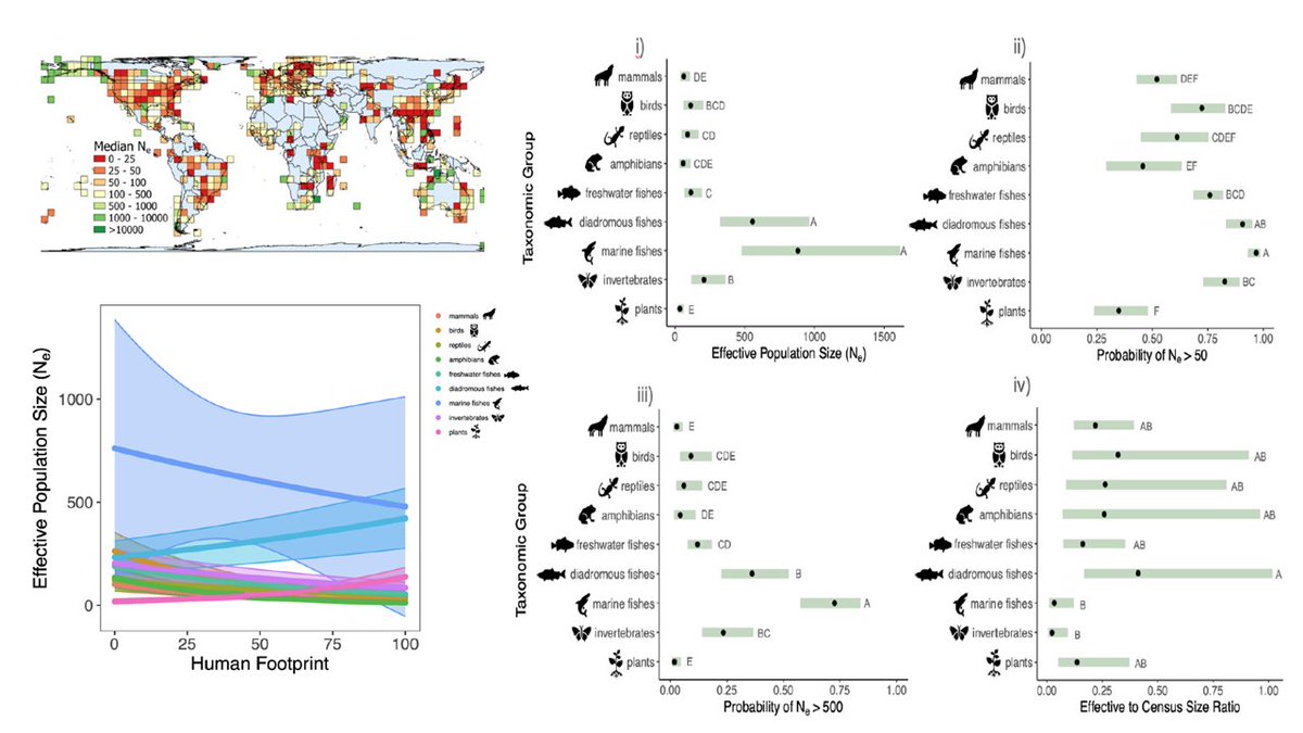 Dylan Fraser (@thefraserlab) on Twitter photo New preprint: A global assessment of effective population sizes highlights consistent taxonomic differences in meeting the 50/500 rule, and reduced Ne in many areas with greater human footprint
biorxiv.org/content/10.110…
Led by <a href="/_shannon_clarke/">Shannon</a> + super team <a href="/Concordia/">Concordia University</a> <a href="/DalhousieU/">Dalhousie University</a> New preprint: A global assessment of effective population sizes highlights consistent taxonomic differences in meeting the 50/500 rule, and reduced Ne in many areas with greater human footprint
biorxiv.org/content/10.110…
Led by <a href="/_shannon_clarke/">Shannon</a> + super team <a href="/Concordia/">Concordia University</a> <a href="/DalhousieU/">Dalhousie University</a>