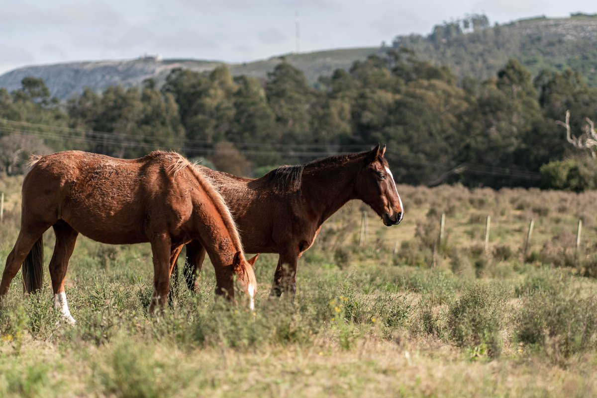 Did you know? The horses we rescue live in freedom until the day they die in the caring hands of the families who adopt them all throughout Uruguay 🫶 #animals #AnimalsLover #horses #savinglives #savinghorses