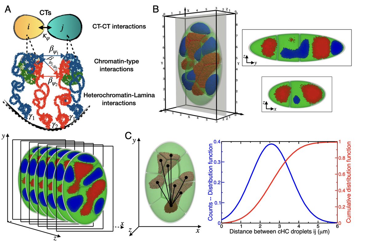 Full nuclear alert!☢️A preprint by our incredible postdoc Dr. Rabia Laghmach on 4D modeling of eukaryotic nuclei (MELON-4D) 🍉. Rabia has pioneered mesoscale models resolving chromatin dynamics in full-nuclei. The paves the way for nuclear mechanobiology! 
biorxiv.org/content/10.110…