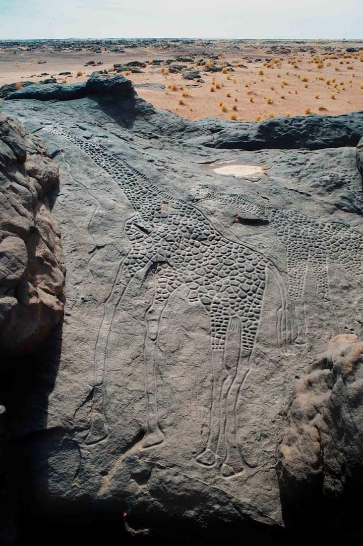 A pair of life sized giraffe engravings over 6metre tall and hewn into a rock about 8000 years ago in the Ténéré desert in the first foothills of the Aïr Mountains, in Africa 

each giraffe also has line leading down from its mouth to an engraved human figure below, perhaps