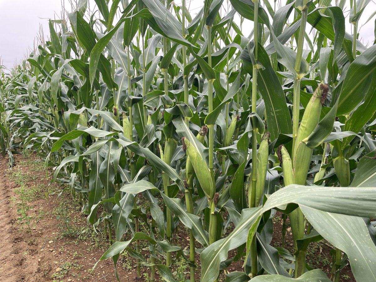EmmanuelSagot's tweet photo. Des nouvelles du #maïs semé en juillet apres la recolte de blé
Semis 05/07
Variété P8521 indice 220 (profil plutot grain)
Depuis le semis c’est 145mm de pluie, 90mm d’#irrigation et 1230° de cumul
Recolte #ensilage dans 3-4 semaines
Rendement espéré de 10-11T de MS https://t.co/R5qvxZWEWR
