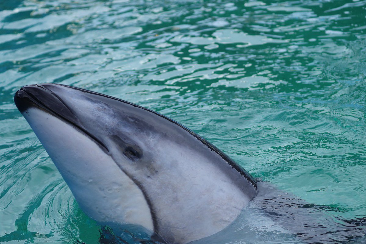 After 35 years under the care of Miami Seaquarium, Li’i, our last Pacific white sided dolphin, who spent the last years with our beloved Lolita, was successfully moved to SeaWorld in San Antonio, Texas, to a habitat with other dolphins of his same species. After the departure of…