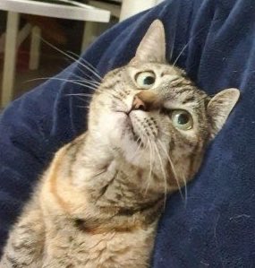 linoascats's tweet photo. https://t.co/o9zIQdiyUw