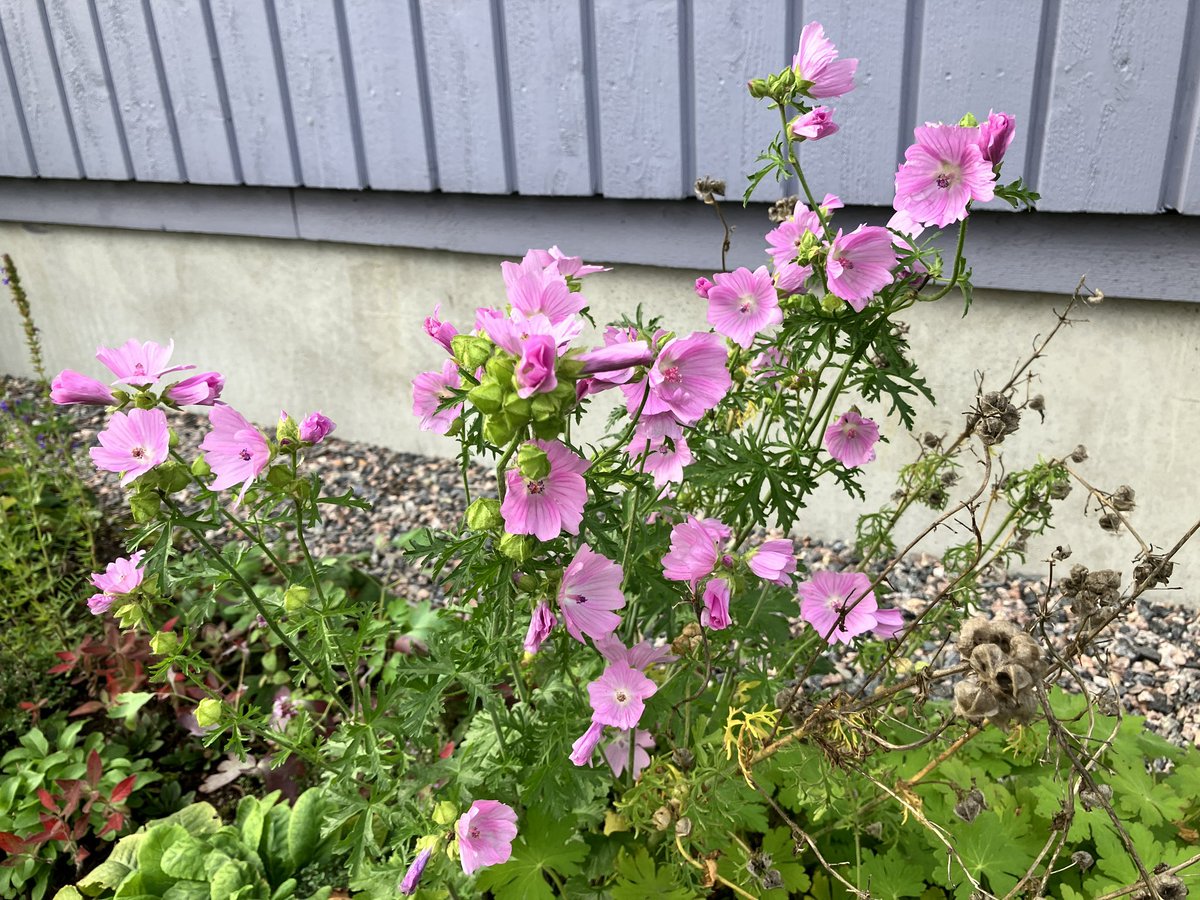 tjeldnet's tweet photo. #Myskimalva aloitti kukintansa juhannuksen tienoilla, on kukkinut koko kesän ja kukkii edelleen nyt syyskuun lopussa. On myös hyvä #pörriäiskasvi. #kasvit #kukat #puutarha https://t.co/ptqkCZaQIT