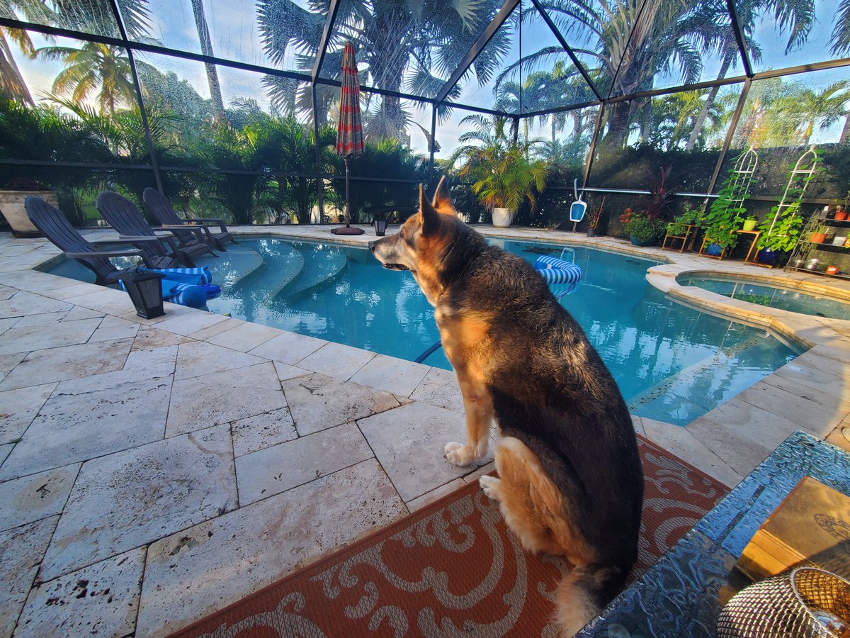 #DrunkAgile is on a short hiatus due to @singhpr and <a href="/danvacanti/">Daniel S Vacanti</a>'s travel schedules. Here is a photo of the star of the show enjoying the morning sun to hold you all over. #Nisha