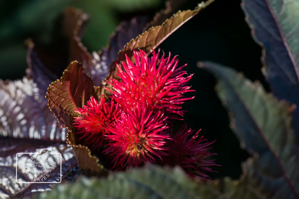 Castor bean plant (Ricinus communis)

#macromonday #mondaymacro #naturephotography #naturalworld #nature #macrophotography #macro #nikon #closeup #closeupphotography #cupoty #wiltshirephotographer #Ricinuscommunis #castorbean #castoroilplant #flower #gardenphotography #flowers