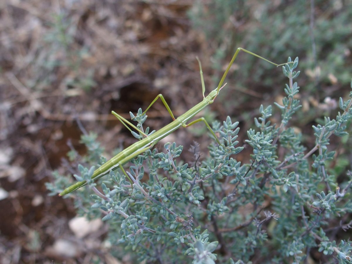 Opie_insectes's tweet photo. Pijnackeria masetti - Maxime Bellifa | La connaissance passe par l'émerveillement ! ✨

Envoyez-nous vos photos d'insectes identifiés, en France métropolitaine avec votre nom à l'adresse : communication@insectes.org

#insecte #photo #phasme https://t.co/b8ze3lA3fT
