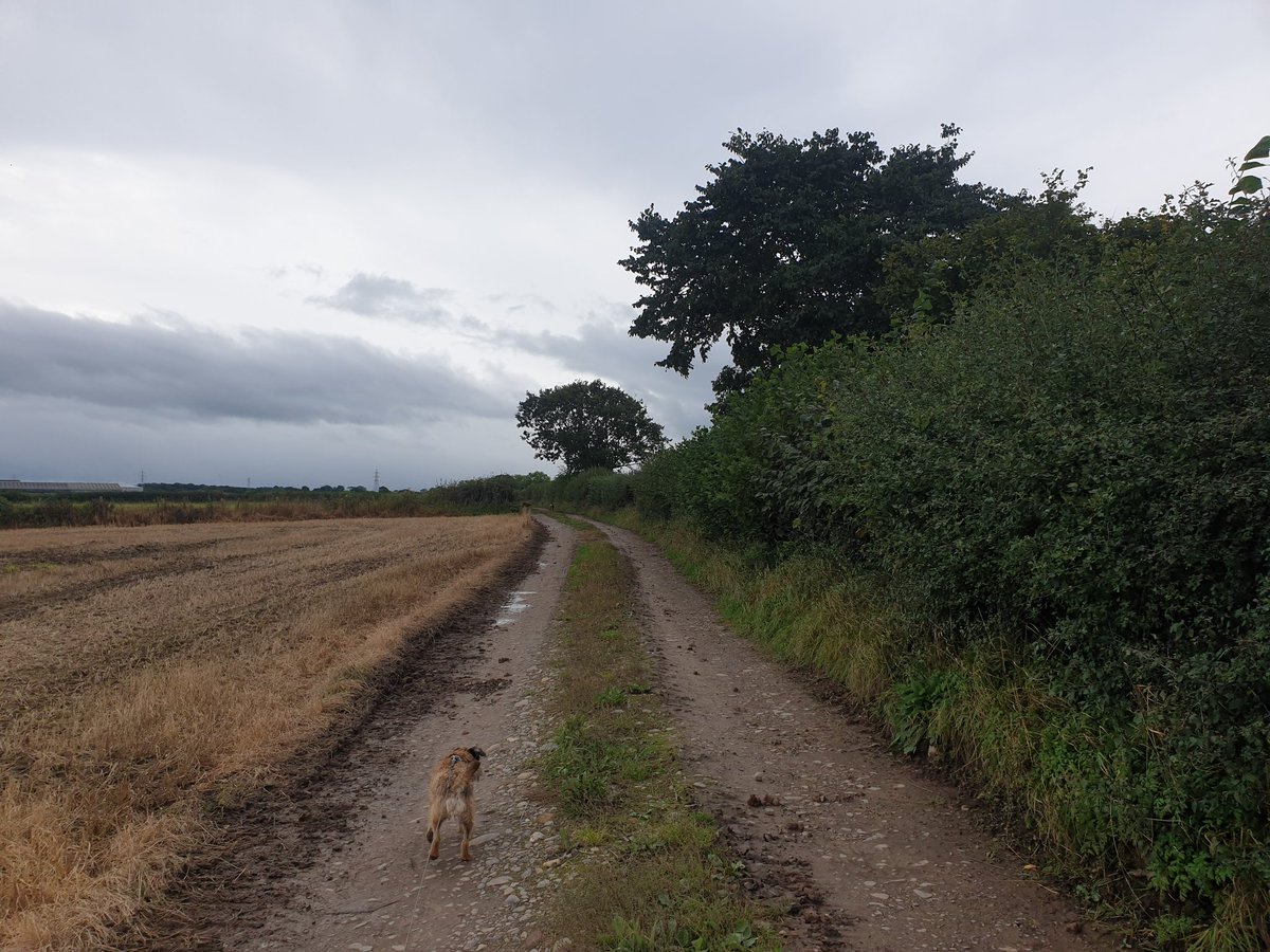 BrundleBoy's tweet photo. On the scent of some deer! 🦌🦌🦌

#BTPosse https://t.co/xW226oZBsC