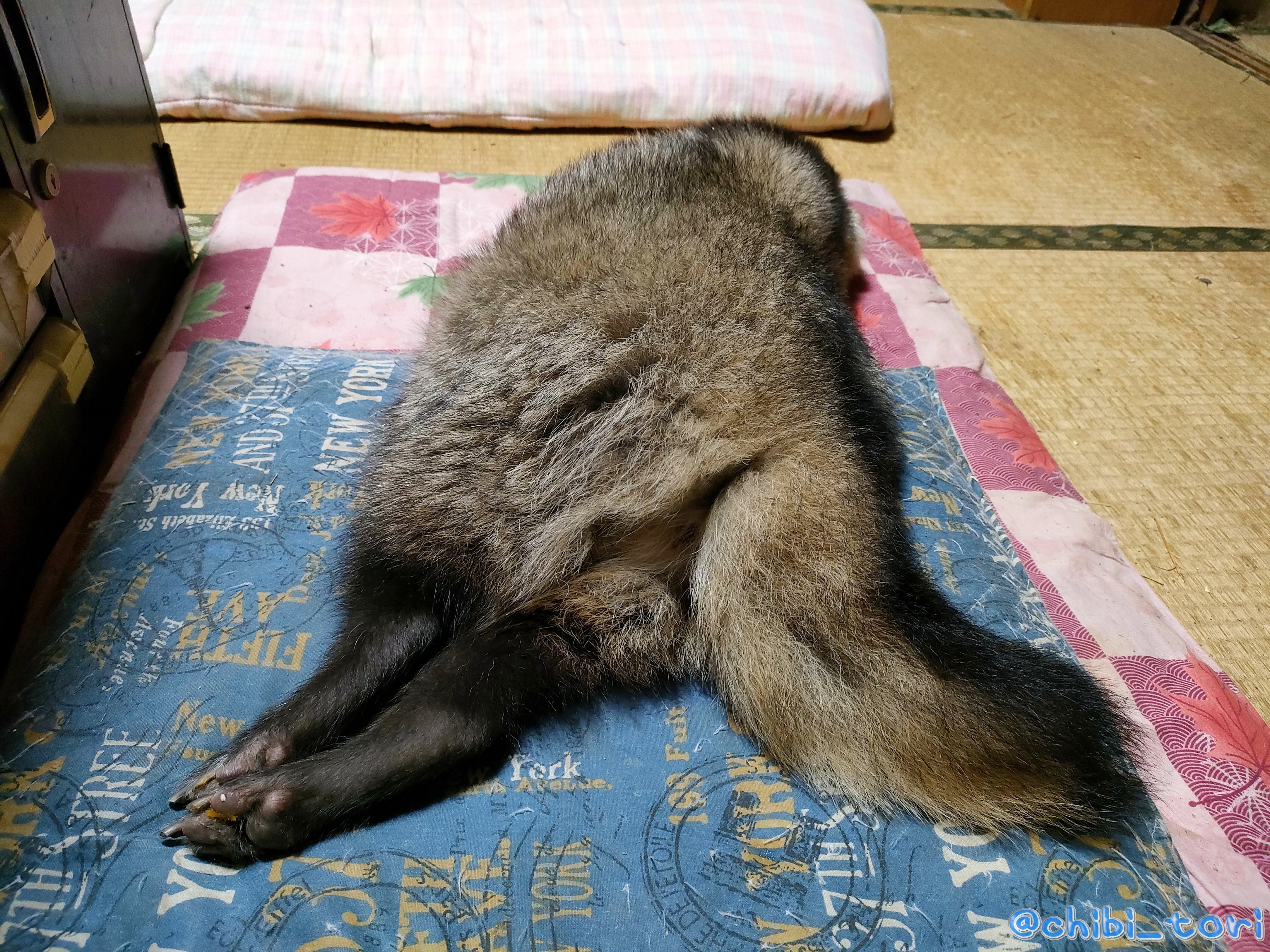 X-এ ことり: 