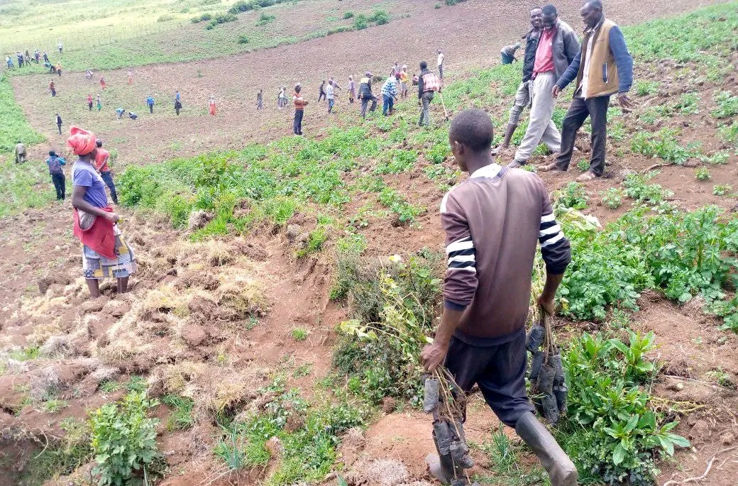 Logoman forest rehabilitation program; Eastern Mau Forest. 
Rehabilitating Mau forest is the only way to get back to its original shape. Mau forest feeds water to big water bodies like L. Victoria and L. Nakuru, also cuts across Maasai Mara National park.
#ThinkLandscape 
#COP28