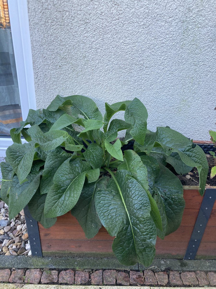 Ich hatte sie im Frühsommer als kleinen Ableger mitgenommen und aus Zeitmangel in diesen Kübel dazu gepflanzt. Jetzt gehört der halbe Kübel dem #Beinwell 💪
Nächstes Jahr pflanze ich sie in das richtige Beet und dann kann sie richtig schön groß werden und Insekten füttern. 😊