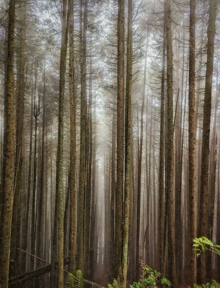 STARBIEN DONOSTIA tweet media