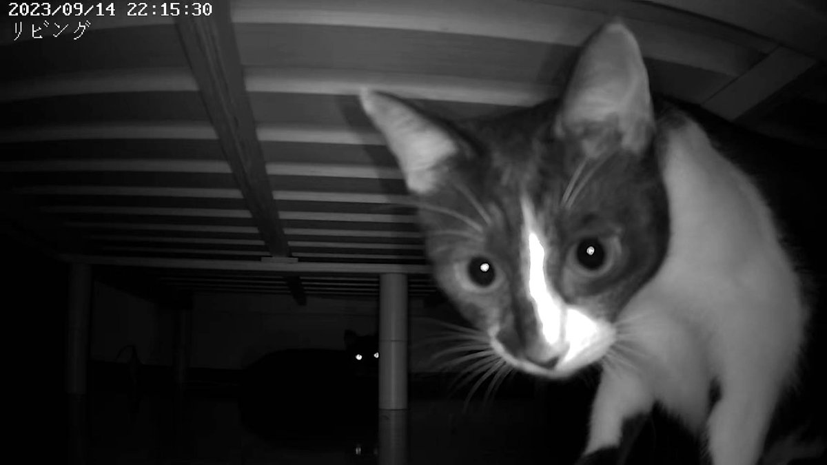 はじめてのペットカメラに興味津々📸✨
後ろにさくちゃんが🌑👀
#猫 #ねこ #猫のいる暮らし #猫好きさんと繋がりたい