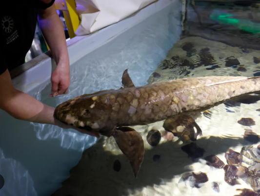 🐟 Age of Wonder 🎂 Meet the world's oldest fish in an aquarium, estimated to be 92 years old! 🌊 A true marvel of aquatic longevity. 

#OldestFish #AquariumLife #MarineWorld