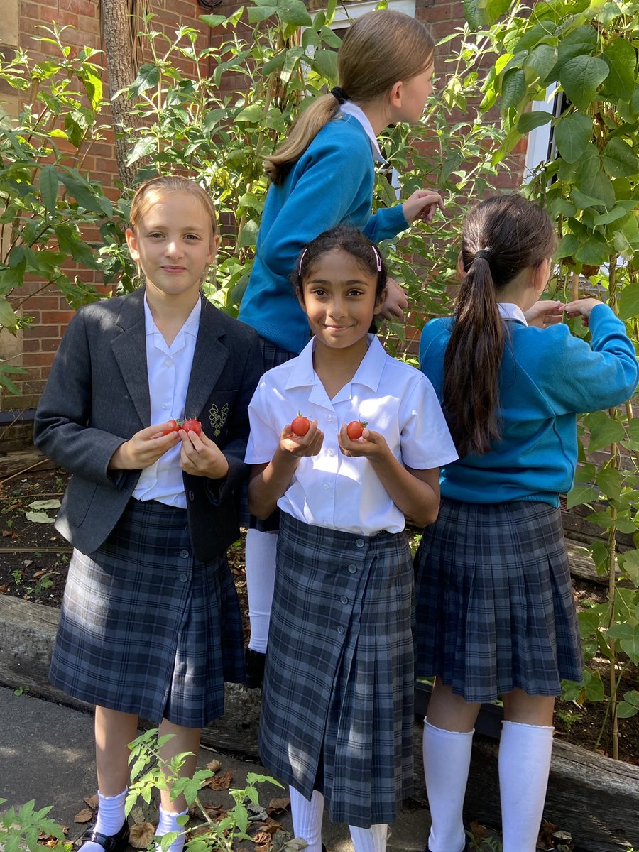BGS_JuniorSch's tweet photo. What a bumper harvest! #BGSGardeningclub were very busy at lunchtime harvesting potatoes, rainbow chard, tomatoes, beans and apples from the #BGSJuniorschool garden. https://t.co/8zxWj9E8G0
