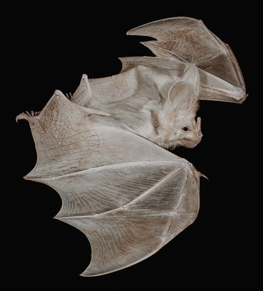 deathndhorror's tweet photo. Ghost bat 🦇 https://t.co/r4UmxcUIE3