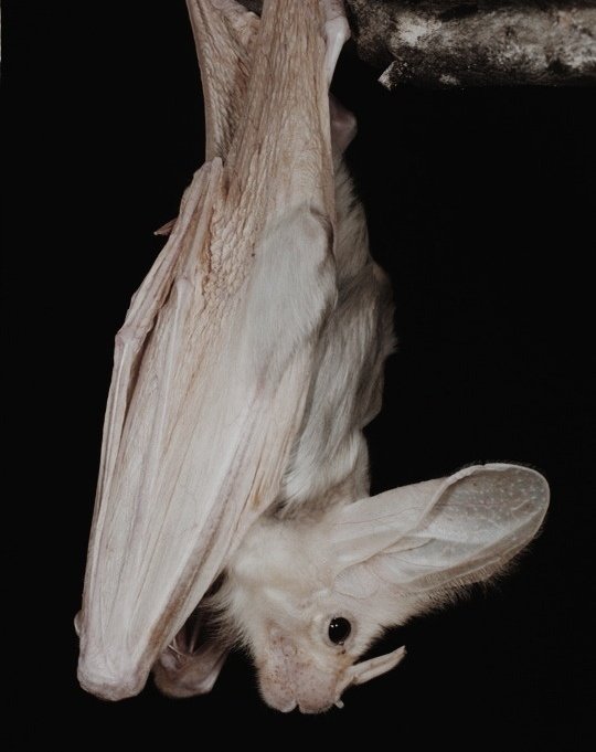 deathndhorror's tweet photo. Ghost bat 🦇 https://t.co/r4UmxcUIE3