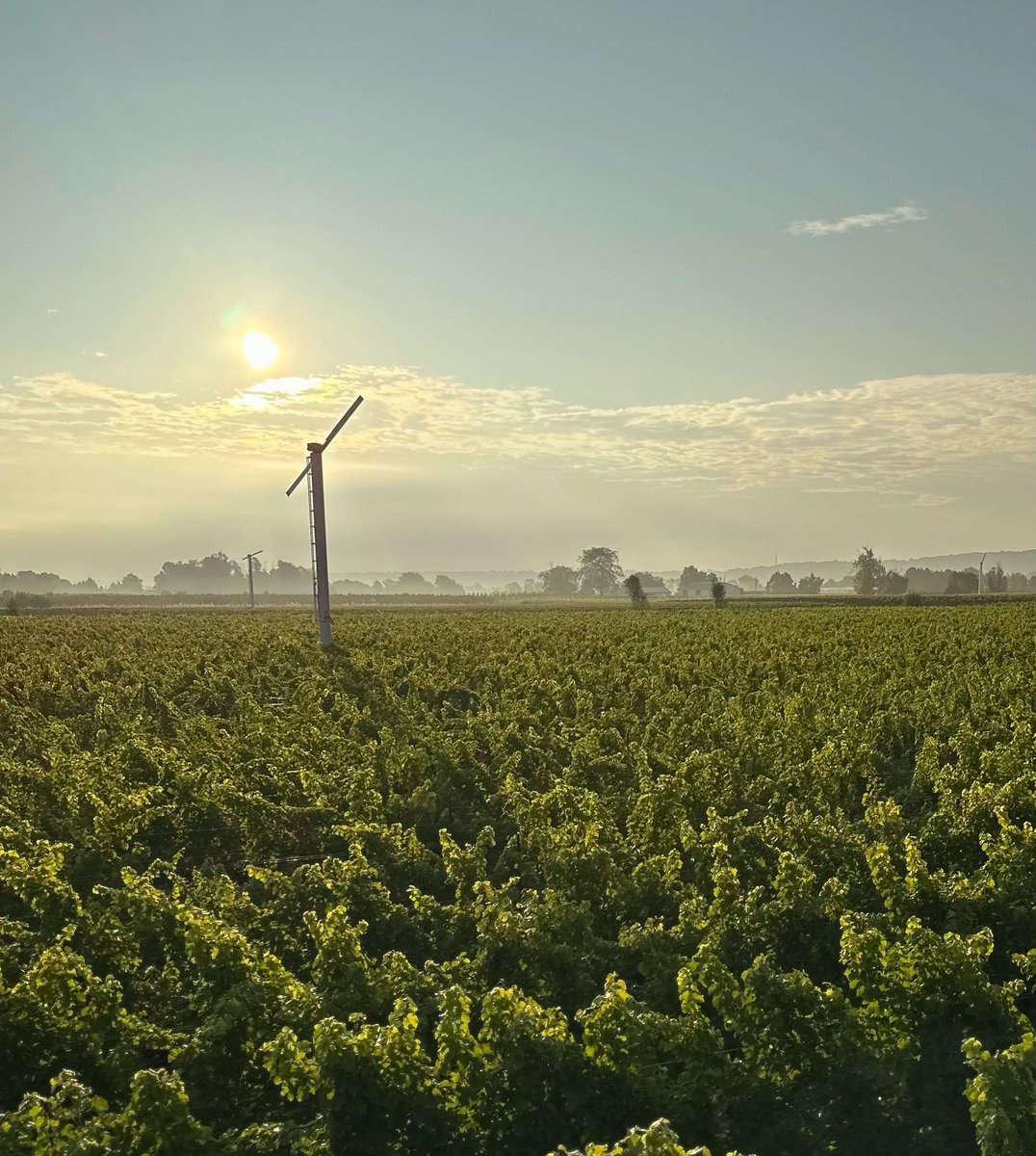 Rise &amp; Shine, early birds get the…..grape! 
Our winemaking team (already a few hours in) have another beautiful day of harvest ahead.