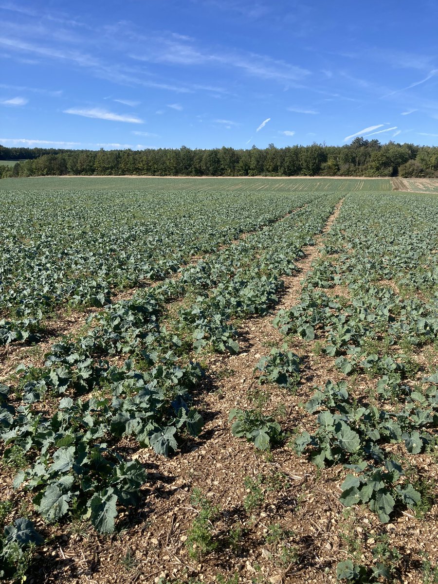 OlivierCOSTE2's tweet photo. @BONNIN1402 @SauzeauVirginie @laurentjung54 @OM_TInovia Je suis en plein cœur de notre secteur 
#SuperKDR et comme chez toi,elles prolifèrent cette après-midi dans les #colzas des plateaux de Bourgogne.
Je dirais même plus,une invasion 🫣.
Heureusement que la majorité,sont à plus de 4 feuilles 🌱.
@AM_TerresInovia 
@MDTI51 https://t.co/8aIXBhS3o5