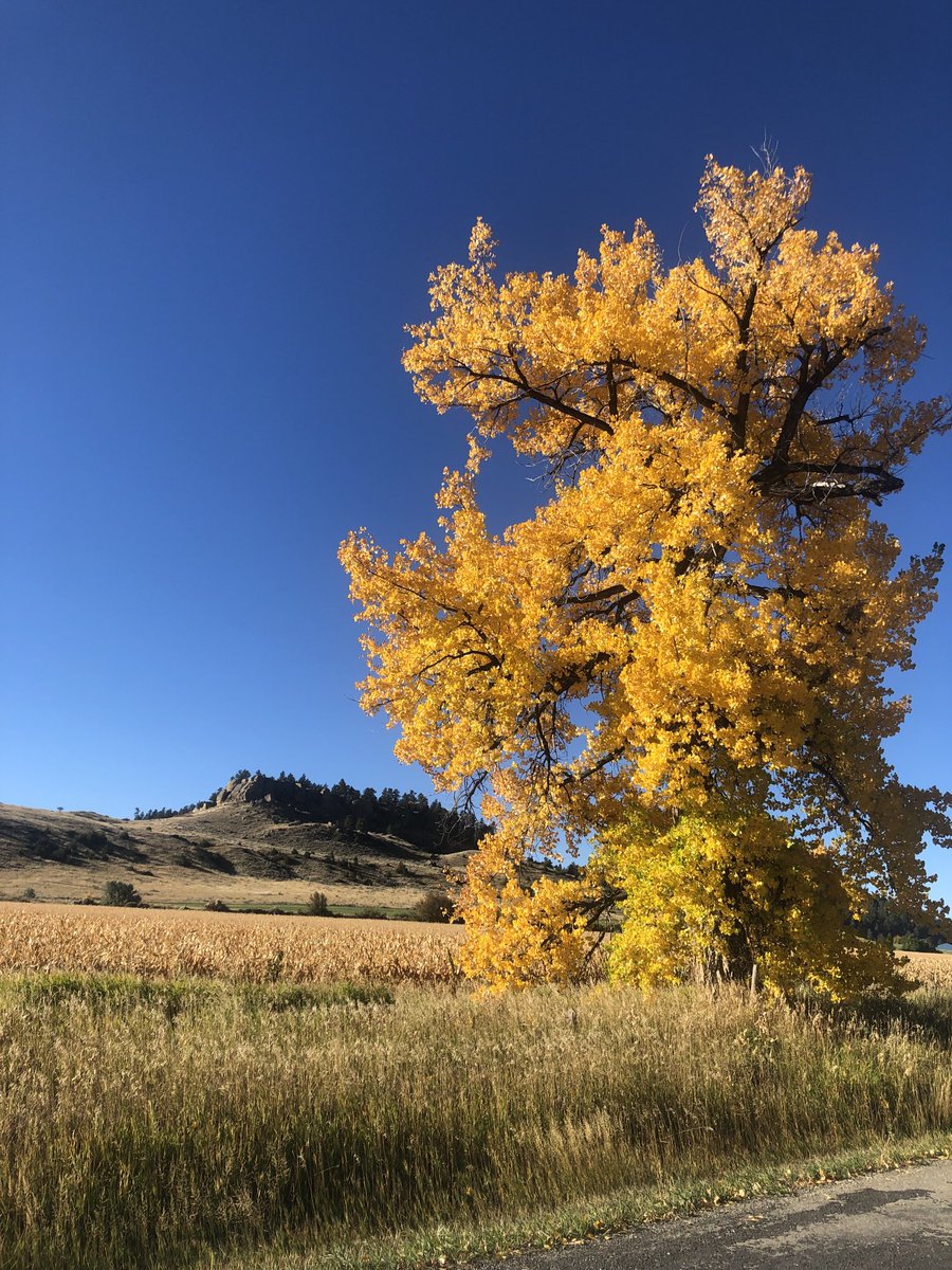 It is Autumn. Behold a juvenile Western Cottonwood.