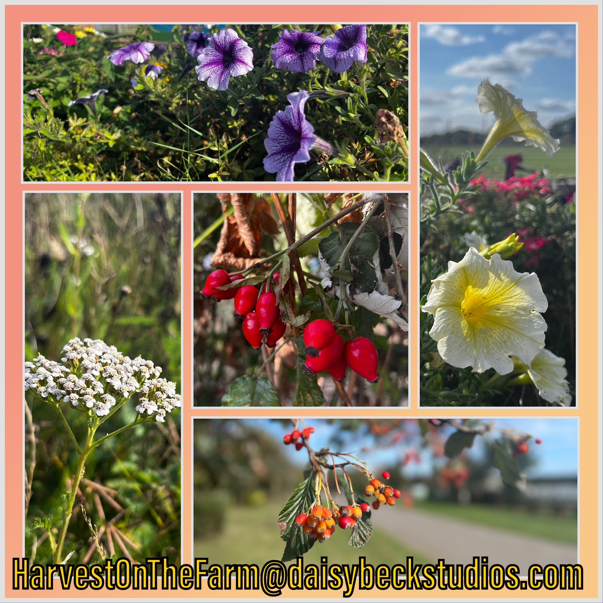 On the Farm (@onthefarmc5) on Twitter photo Farmy Army we’re calling on you! We want you to showcase your region through the local produce and the wild fruits and flowers growing near you!
We found these at <a href="/BarleylandsFarm/">Barleylands Farm</a>
Email or DM us your photos, let us know where you’re from and they may appear live on the show! Farmy Army we’re calling on you! We want you to showcase your region through the local produce and the wild fruits and flowers growing near you!
We found these at <a href="/BarleylandsFarm/">Barleylands Farm</a>
Email or DM us your photos, let us know where you’re from and they may appear live on the show!