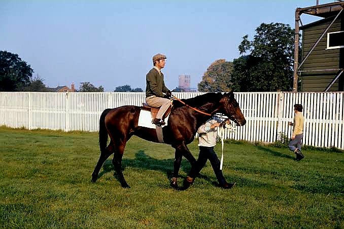 HORSERACING1002's tweet photo. MILL REEF🇺🇸1968
(NEVER BEND - MILAN MILL BY PRINCEQUILLO)
#MillReef
B/O Paul Mellon(Va) Feb 23, 1968.
T/ Ian Balding
14-12-2-0---$764,412
1971 Champion 🏆 3yo Colt in France 🇫🇷 and England 🇬🇧 & horse of the year.
1972 Champion 🏆 older horse in France 🇫🇷 and England 🇬🇧. https://t.co/BZRRURHrZb