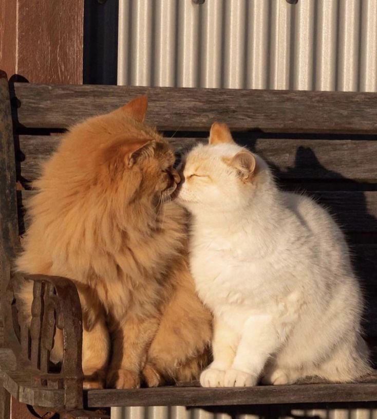 WE LOVE CATS tweet media