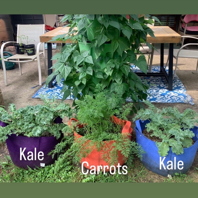 Smart Pot (@smartpots) on Twitter photo Fall Garden Greens are in! <a href="/Homegardeningw1/">Homegardeningwithpete</a>'s cool-weather vegetables are growing nicely in his Vivid Smart Pots. 🥬🥕
Check out his Page for updates and use checkout code SMARTPOTPETE for 10% off your order at smartpots.com/shop
#smartpot #fallgardening #coolweathercrops Fall Garden Greens are in! <a href="/Homegardeningw1/">Homegardeningwithpete</a>'s cool-weather vegetables are growing nicely in his Vivid Smart Pots. 🥬🥕
Check out his Page for updates and use checkout code SMARTPOTPETE for 10% off your order at smartpots.com/shop
#smartpot #fallgardening #coolweathercrops