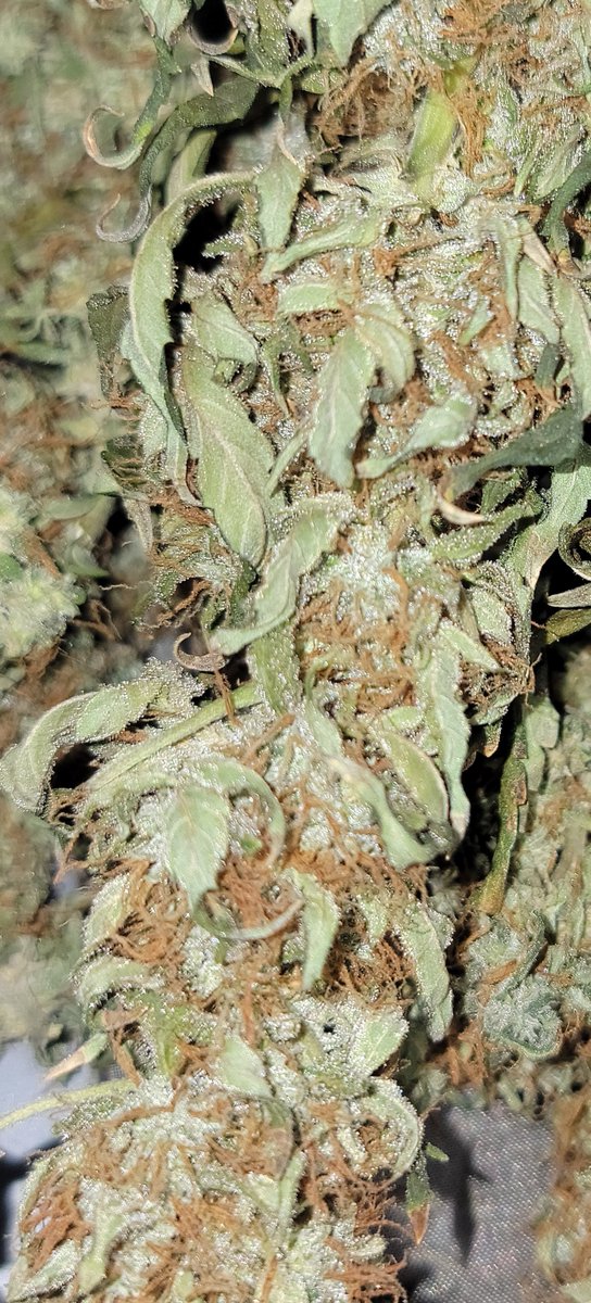 Mugnbug's tweet photo. Strawberry π cheese π§ from @coastalmarryseeds
Grown with Advanced Nutrients
Under a fc1000w
Using autopots and I won't go back :)
#Twitter
#Mmemberville
#weedlife
#weedlovers
#fce3000
#Fc1000w
#ts1000
#ANgrown
#autopot
#marshydro
#ANgrown
#autopot
#promixhp https://t.co/R7u7bZBBlU