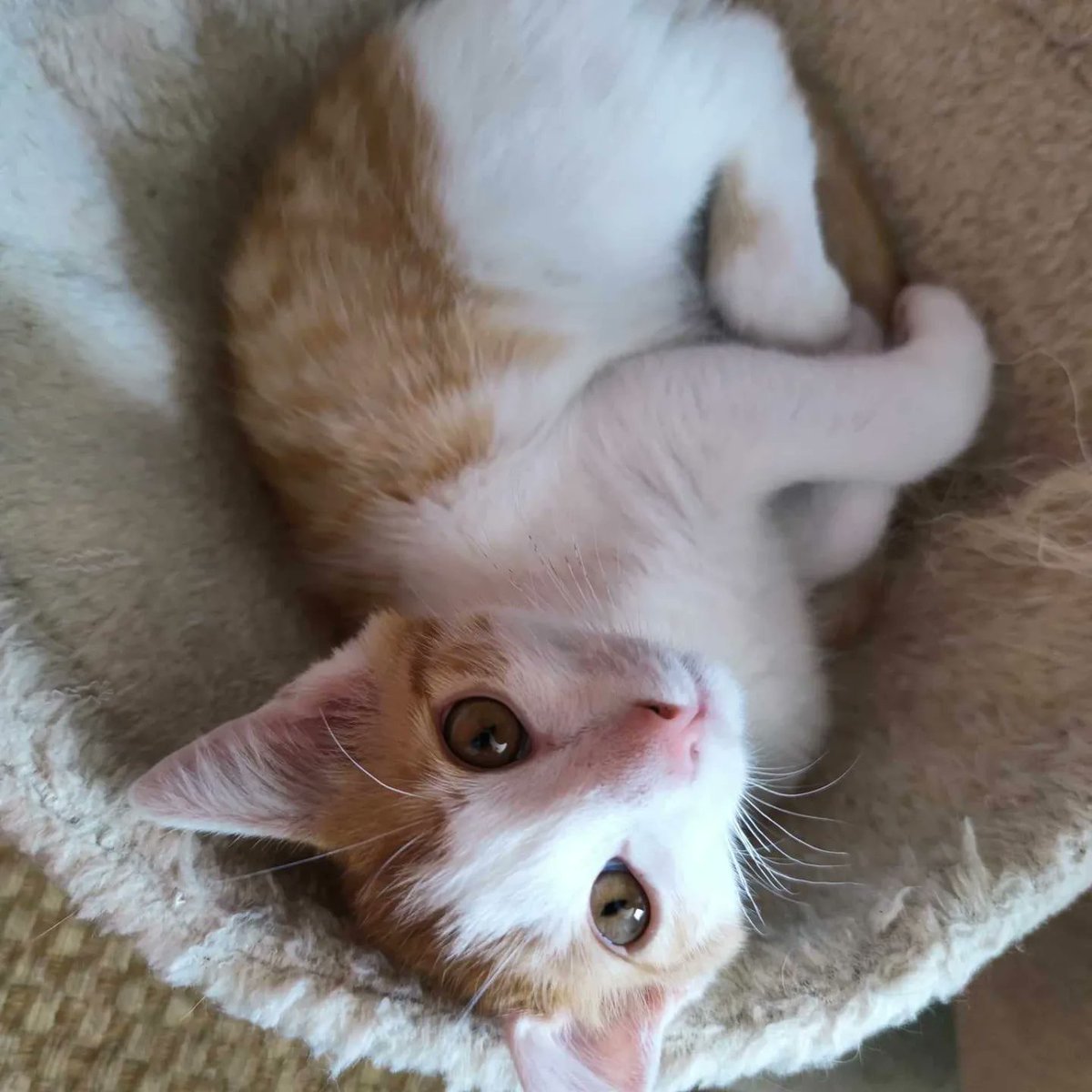 aace_45's tweet photo. Ukumi, adorable chaton de environ 3 mois , attend sa famille pour la vie.
De nature plutôt calme et hyper câlin avec l'humain et ses congénères ( et sa sœur Urxa avec qui il aimerait continuer sa route ), il vous attend à Vennecy chez sa nounou contact aace.adoption@hotmail.com https://t.co/Uv6gMhE1nj