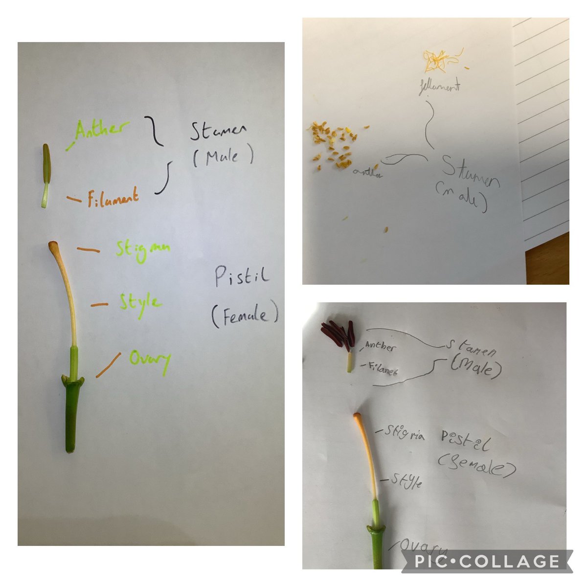 fairfieldnotts's tweet image. 5PM have been exploring plant reproduction and have been able to deconstruct flowers to show the different parts. #FSA #FSAScience