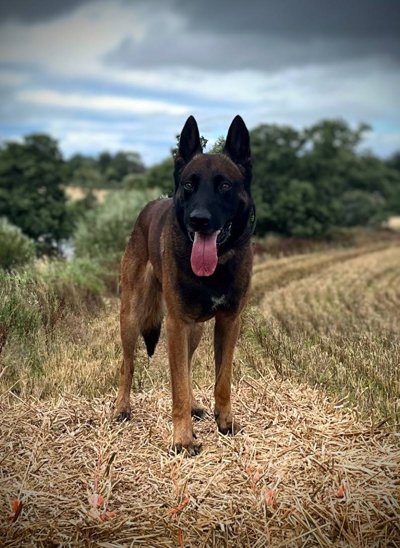 PSOSDogs's tweet photo. When a report came in this morning of a male stealing from a Waste Disposal Centre in Aberdeen, #PDZeus &amp; #S371 attended. After scaling the fence, Zeus &amp; the "lead holder" got to work &amp; soon found him attempting to hide, when he was quickly arrested. 

#TheNoseKnows
#PawsomeJob https://t.co/1BvxUu8tbF