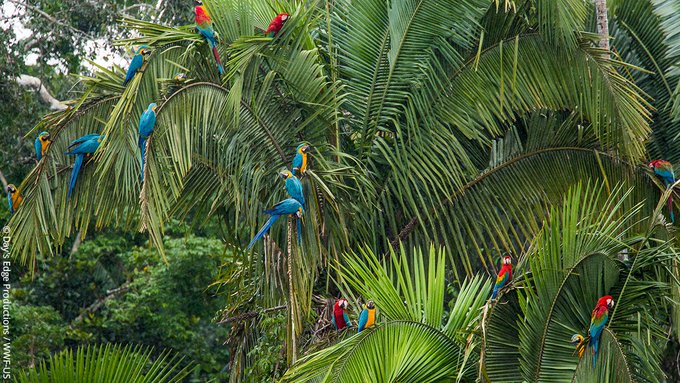UNBiodiversity's tweet image. Beautiful #biodiversity from the #Amazon. 💚

Though it occupies less than 1% of the planet's land surface, the Amazon is thought to be home to 10% of all known species!

And that’s not all... new species are being discovered on average every other day.

Via @wwf_uk