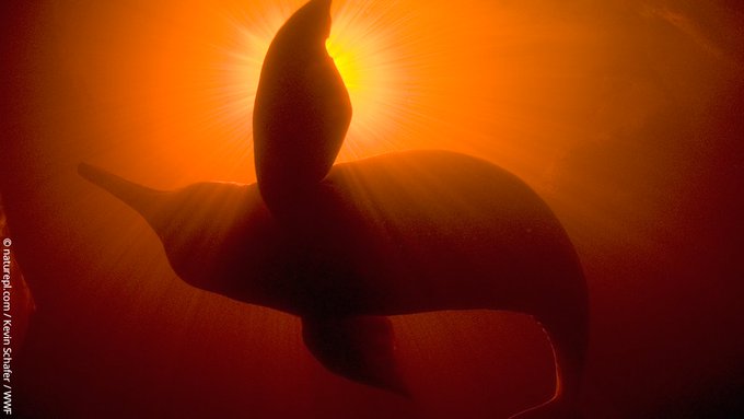 UNBiodiversity's tweet image. Beautiful #biodiversity from the #Amazon. 💚

Though it occupies less than 1% of the planet's land surface, the Amazon is thought to be home to 10% of all known species!

And that’s not all... new species are being discovered on average every other day.

Via @wwf_uk