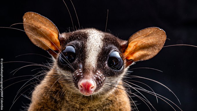 UNBiodiversity's tweet image. Beautiful #biodiversity from the #Amazon. 💚

Though it occupies less than 1% of the planet's land surface, the Amazon is thought to be home to 10% of all known species!

And that’s not all... new species are being discovered on average every other day.

Via @wwf_uk