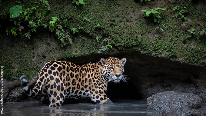 UNBiodiversity's tweet image. Beautiful #biodiversity from the #Amazon. 💚

Though it occupies less than 1% of the planet's land surface, the Amazon is thought to be home to 10% of all known species!

And that’s not all... new species are being discovered on average every other day.

Via @wwf_uk
