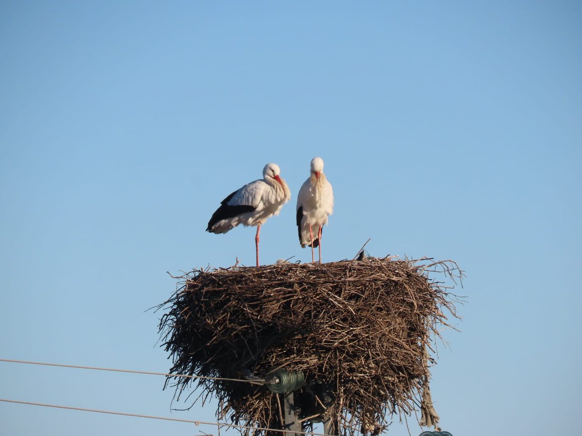 CECARA_ARG's tweet photo. Nuestra compañera @beamiranzo, ha publicado un artículo en la revista Journal of Zoology en colaboración con investigadores de @UcmBiologia “Influencia de los vertederos en el éxito reproductor y la selección de nido en la cigüeña blanca”.
https://t.co/SnmXKXRuwQ https://t.co/KIeoMujDAC