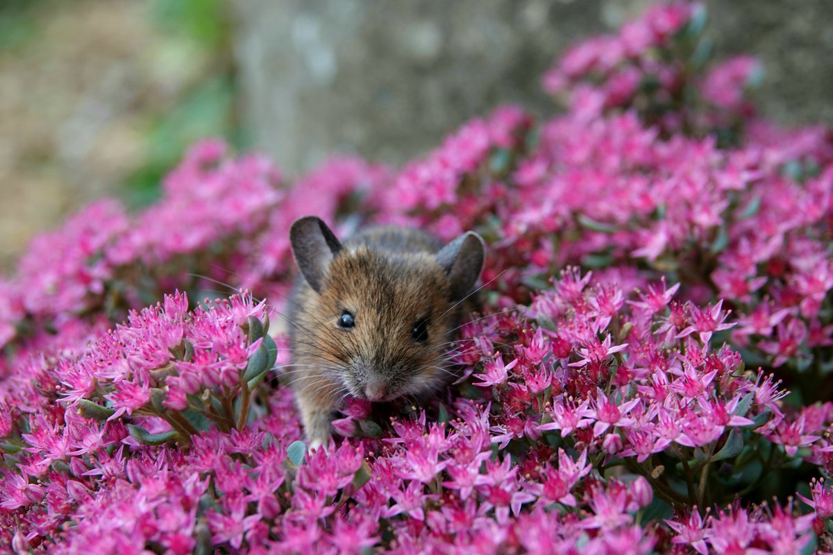 AdeysAlthorp's tweet photo. This cheeky 'moose' keeps popping up in the sedum outside my kitchen window! Very distracting.
Conservation@althorp.com #Spencerestates #mammals #fieldmice https://t.co/DWaWfKLPdy