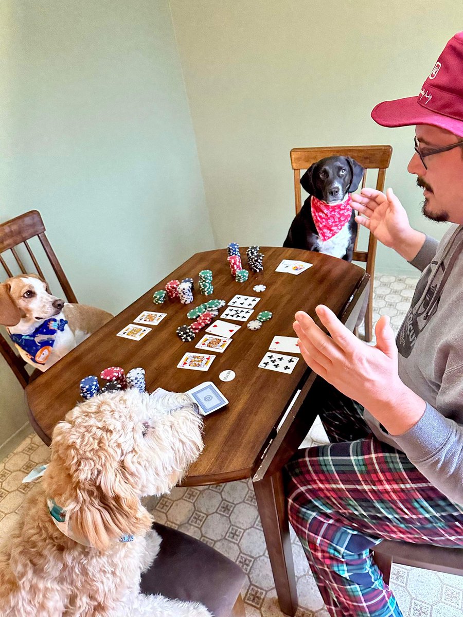 Poker night. #beagle #dogs