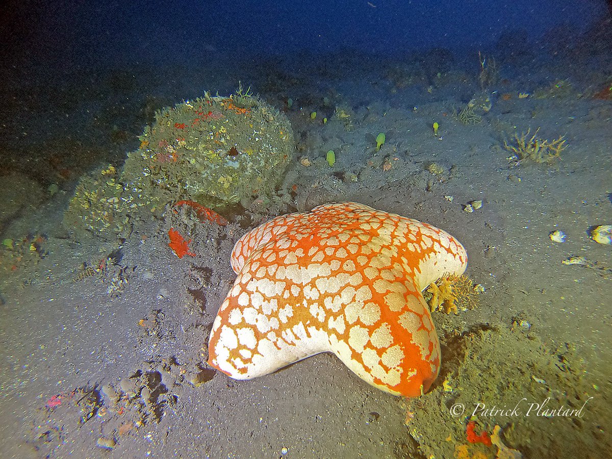 NEW paper describing #mesophotic Oreasteridae and a new species of the 'pumpkin star' Astrosarkus! download here: (image by Patrick Plantard) museumsvictoria.com.au/collections-re…