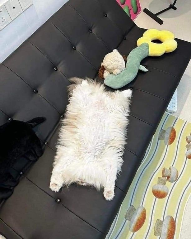 DontShowYourCat tweet picture