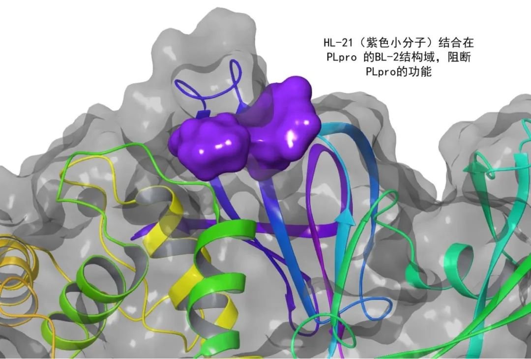 Tsinghua_Uni's tweet photo. It’s #WorldPharmacistDay! The small-molecule inhibitor HL-21 of papain-like protease (#PLpro), developed by Prof. He from SPS, is the world's first PLpro inhibitor drug to enter clinical development, which will provide new strategies to deal with #SARSCoV2. https://t.co/I4wEHjDimq