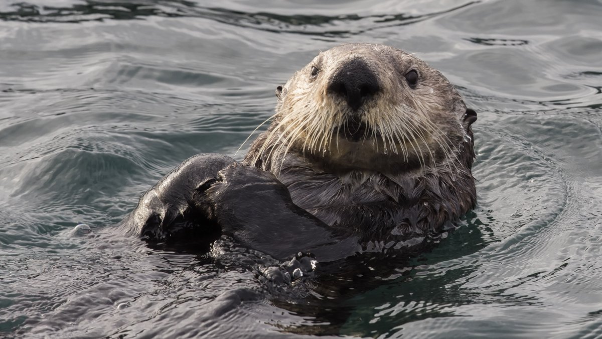 eaglewingtours's tweet photo. They’re furry, feisty & high-maintenance. This keystone species is also an essential part of a healthy coastal ecosystem. We almost lost them forever—& learned some valuable ecological lessons along the way.
Read on for 9 #FunFacts about sea otters!
https://t.co/sALkfLwUBX
#SOAW https://t.co/66wVzRH4Ty
